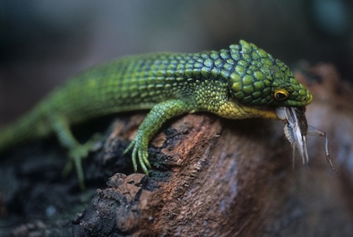 Buy Abronia Graminea Online