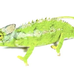 Buy Antimena Chameleon Online