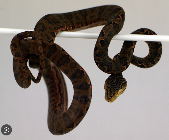 Amazon Tree Boa for Sale