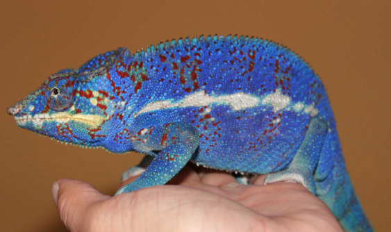 Ambanja Panther Chameleon For Sale