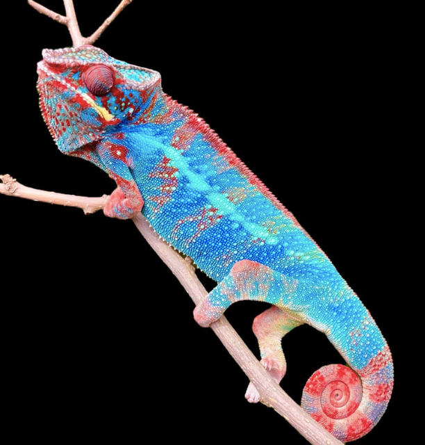 Ambilobe Panther Chameleon for Sale