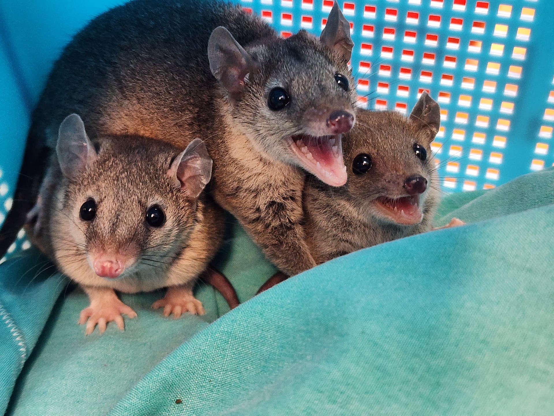 Buy Baby Short Tail Possums Online
