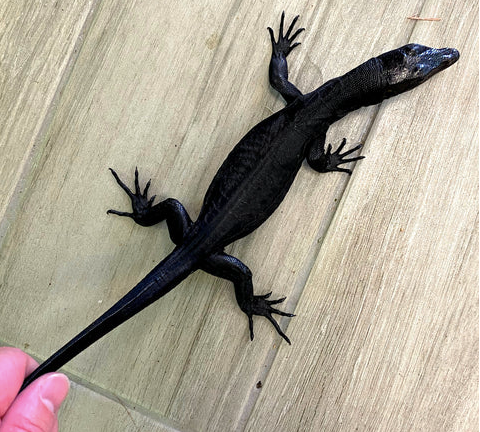 Black Dragon Water Monitor for Sale