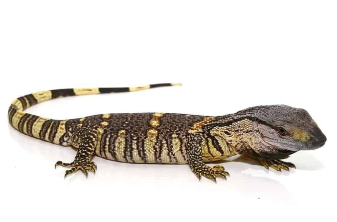 Black Tree Monitor for Sale