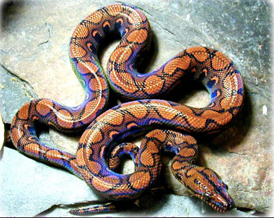 Brazilian Rainbow Boa for Sale
