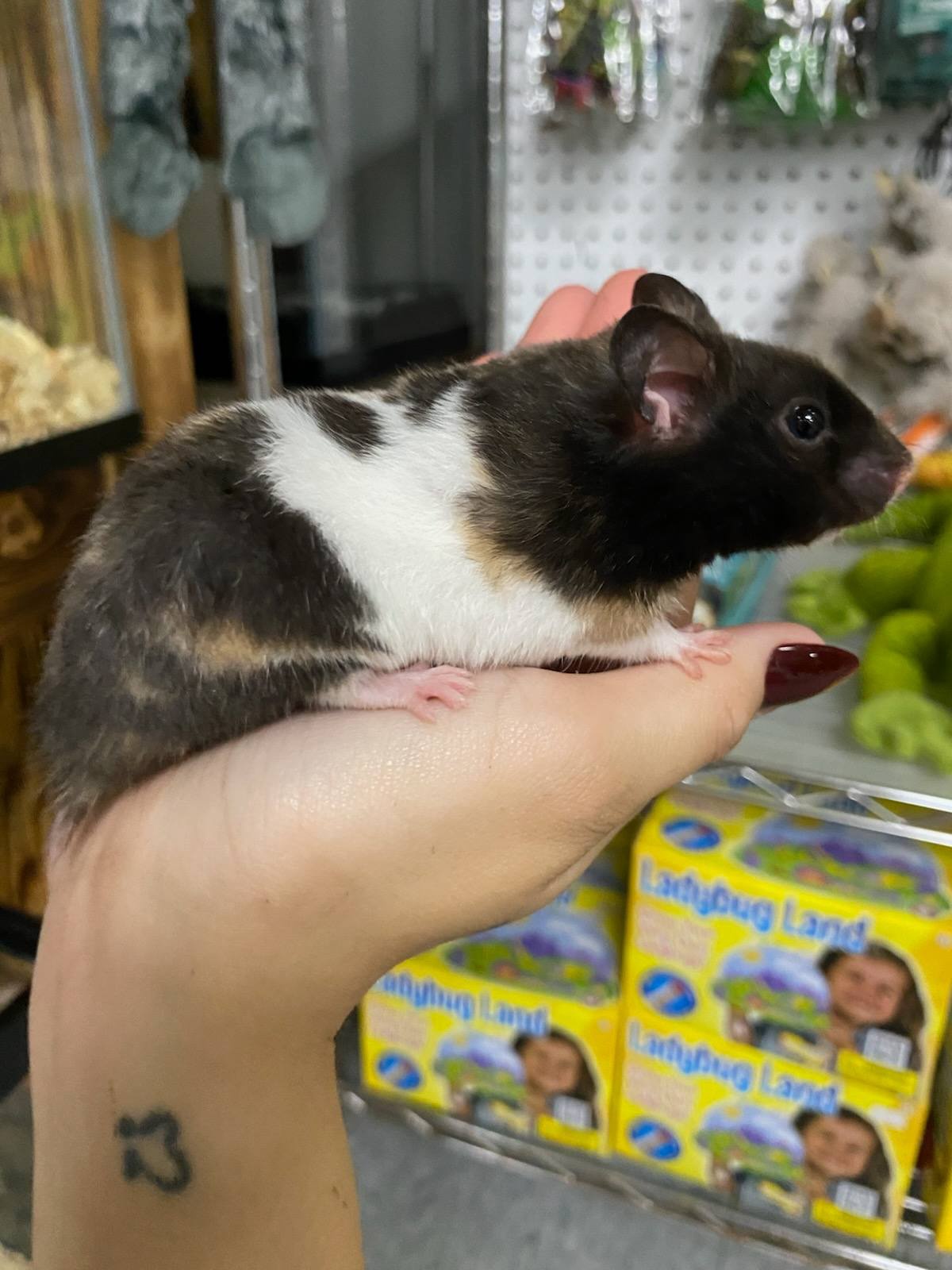 Buy Calico Bear Hamster Online