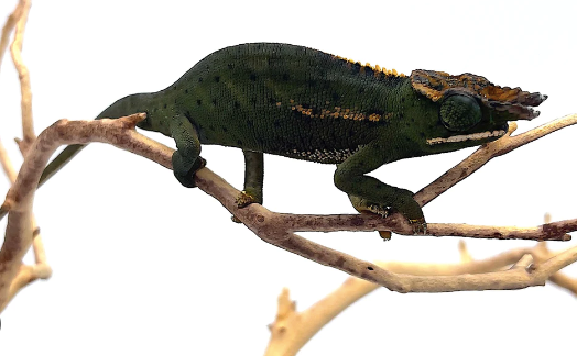 Canopy Chameleon For Sale