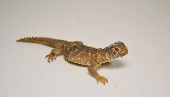 Egyptian Uromastyx for Sale
