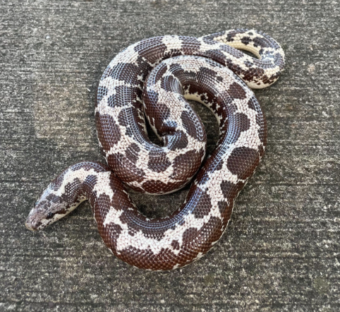 Kenyan Sand Boa for Sale