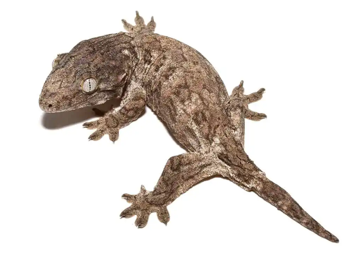 Leachianus Gecko For Sale