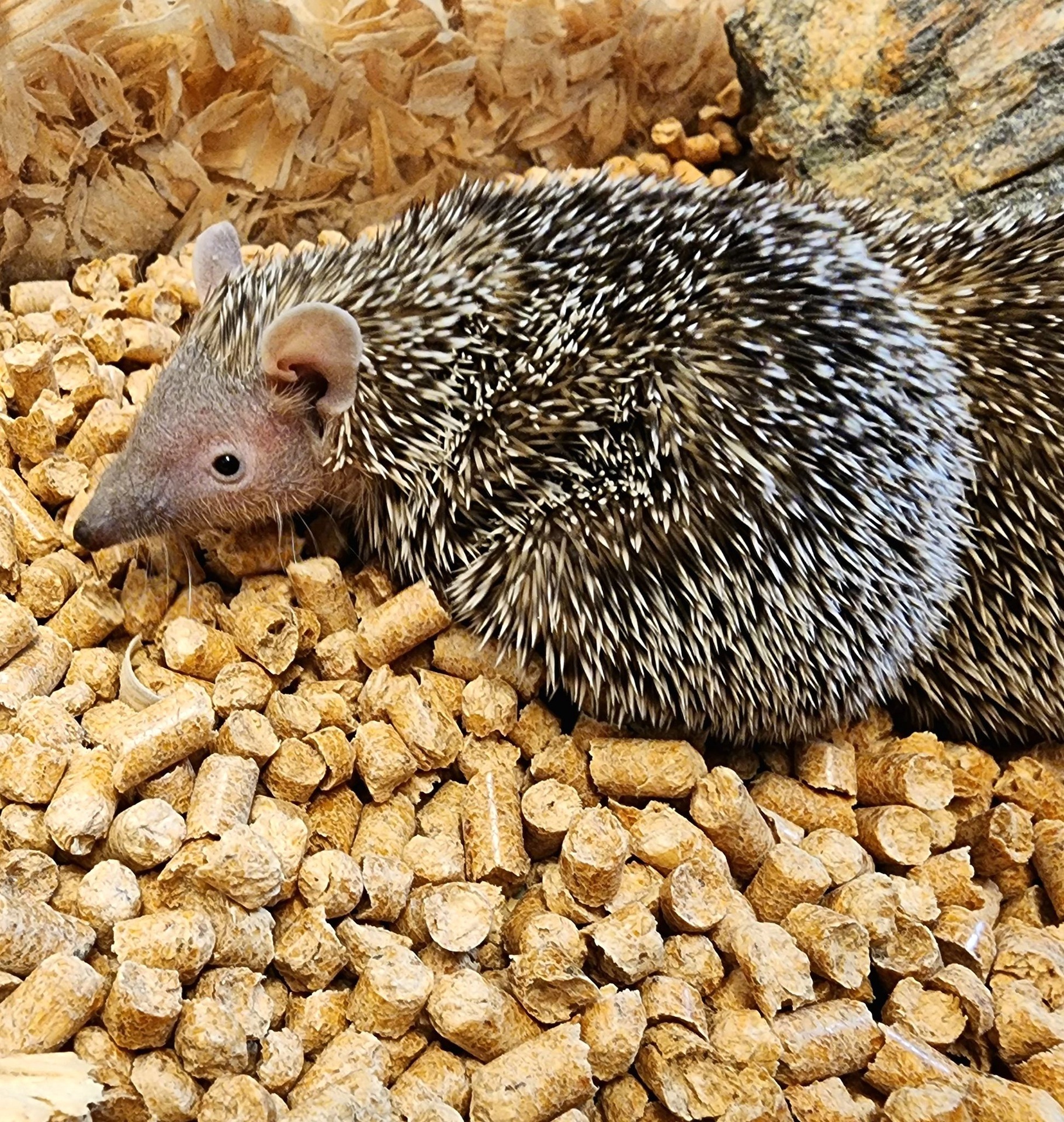 Buy Lesser Tenrecs Online