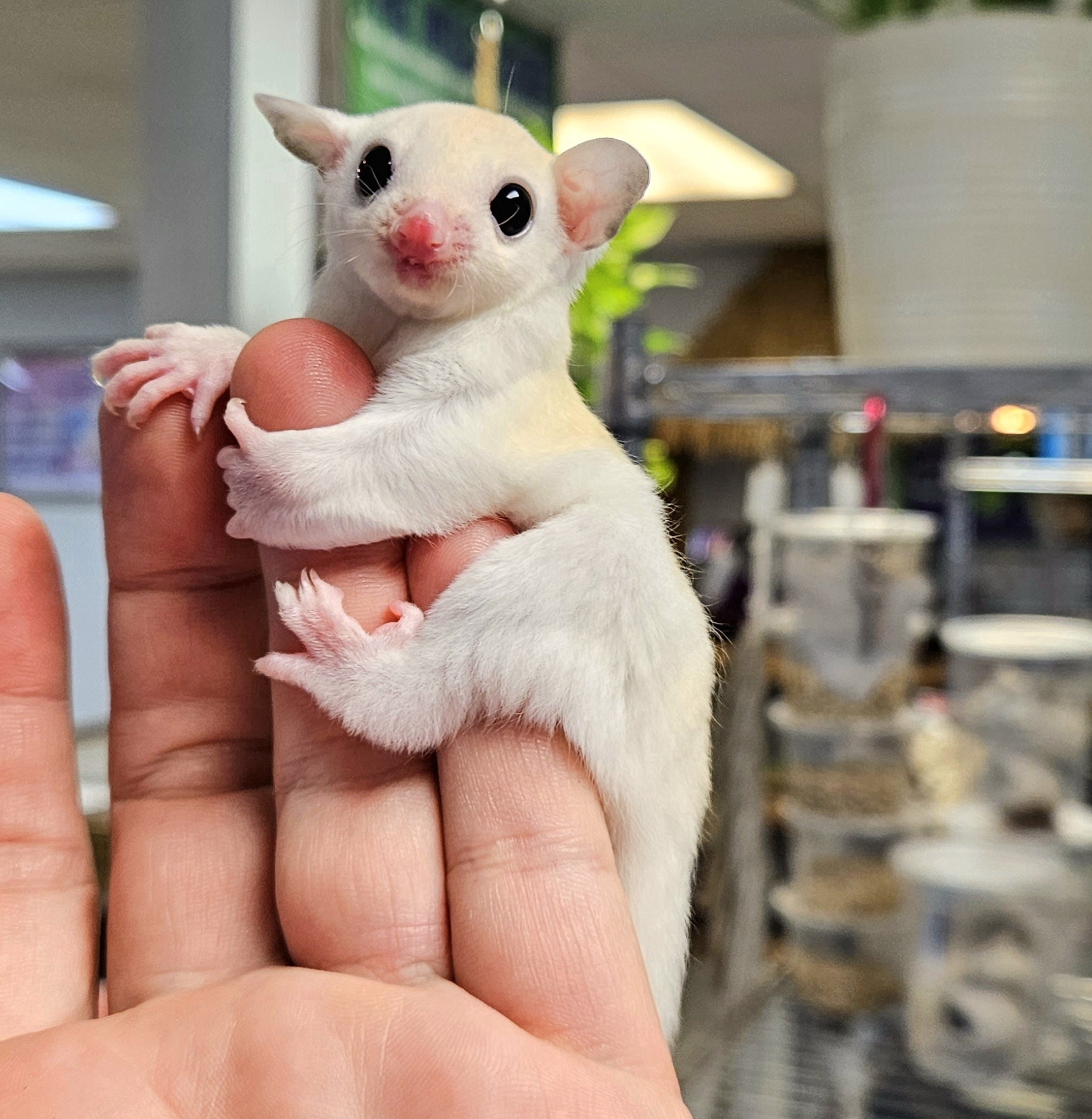 Buy Leucistic Sugar Gliders Online