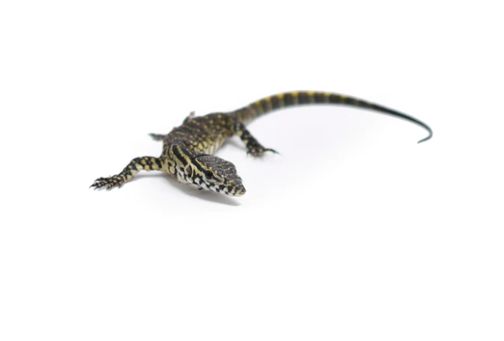 Nile Monitor for Sale