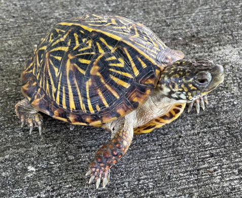 Ornate Box Turtle for Sale