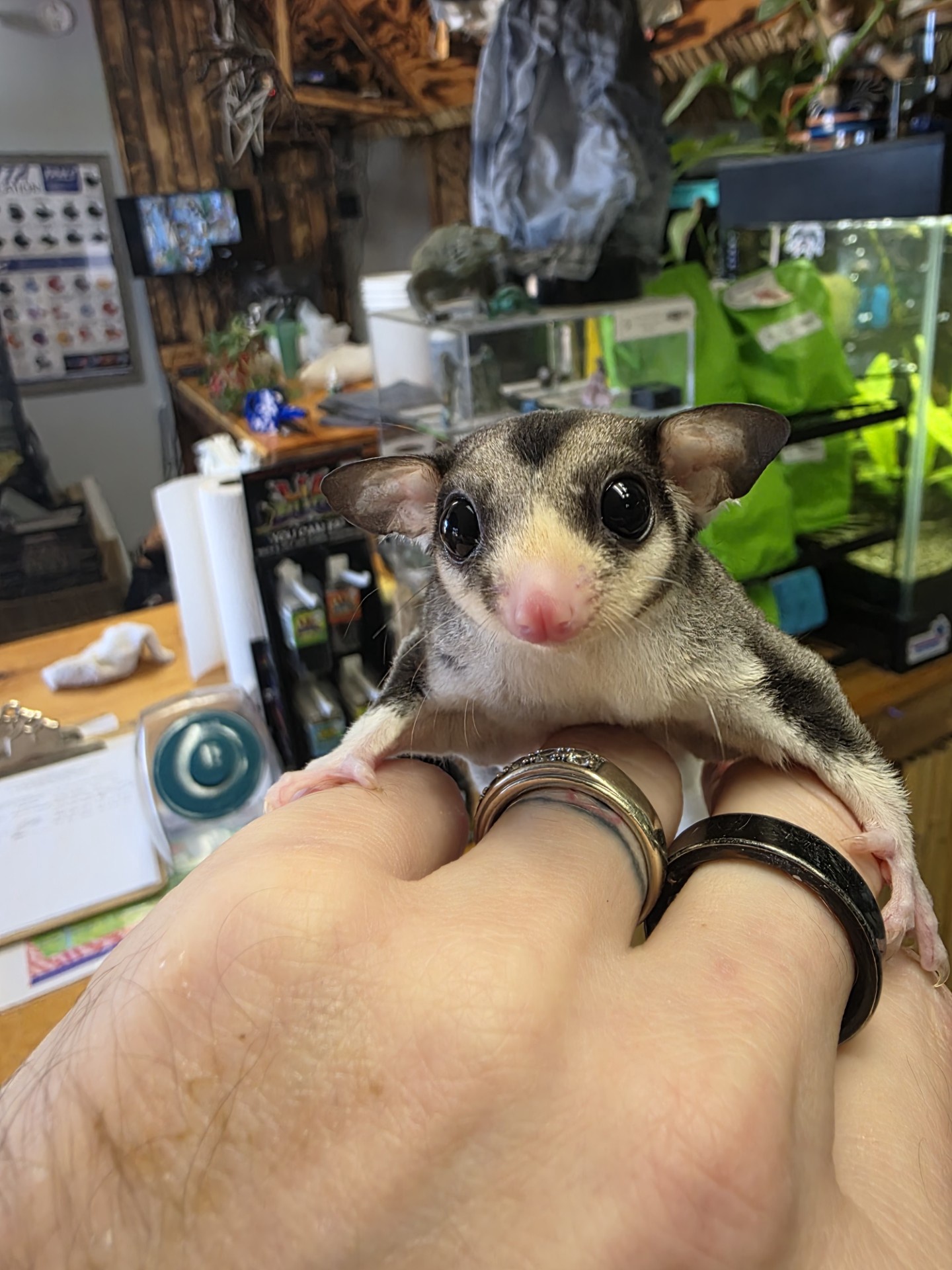Pied Mosaic w cow ears Possum face Sugar Glider male