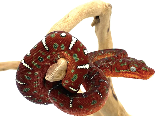 Red Emerald Tree Boa For Sale