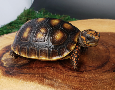 Red Foot Tortoise for Sale