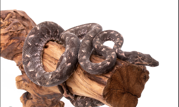 Solomon Island Tree Boa For Sale