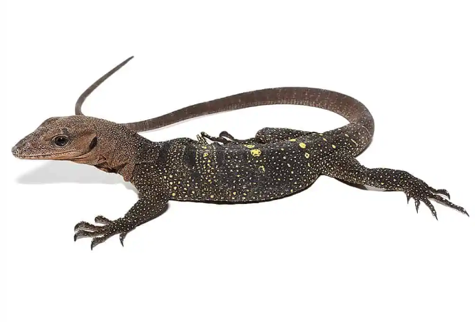 Buy Spiny Neck Monitor Online