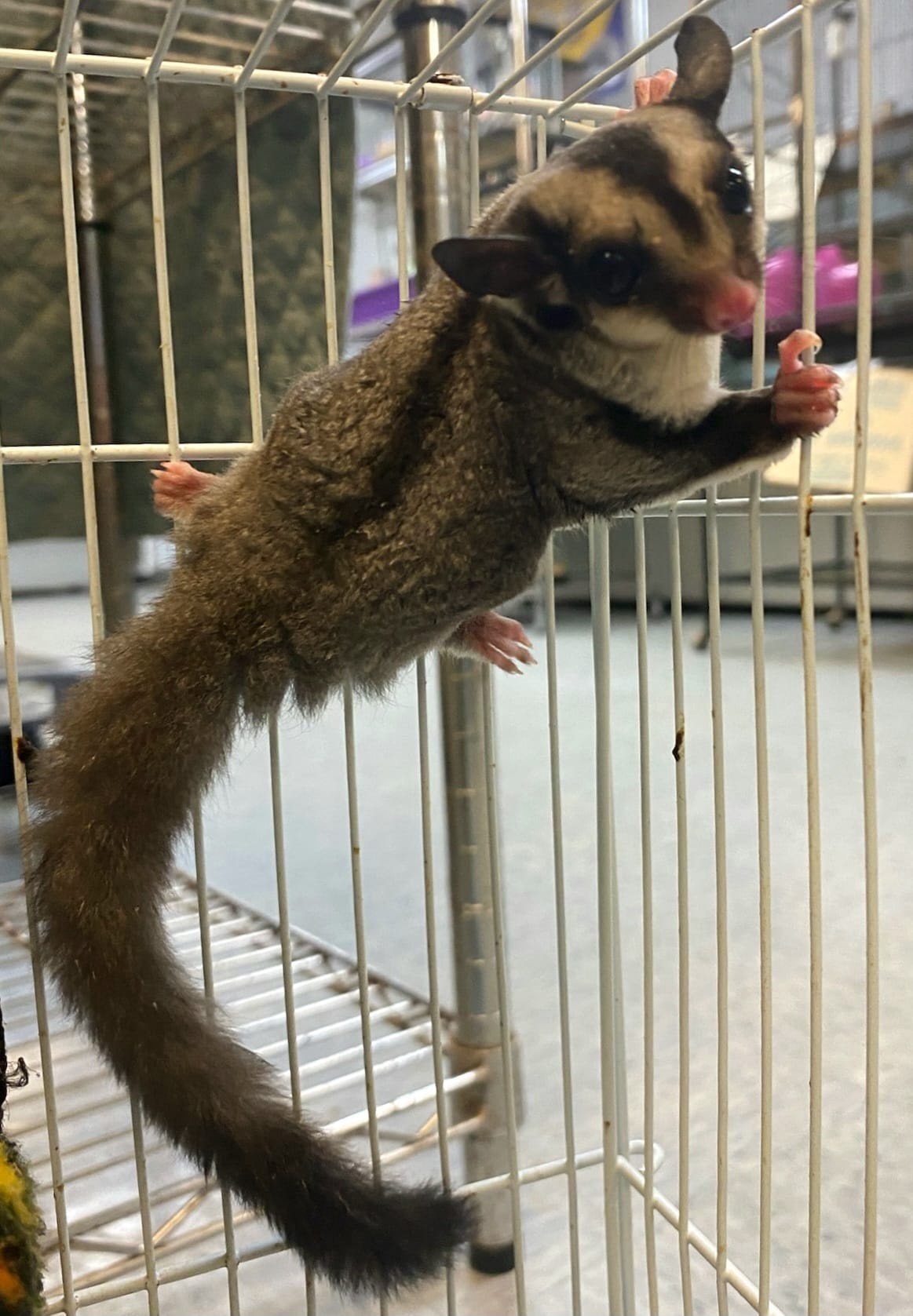 Buy Standard Gray Sugar Gliders Online