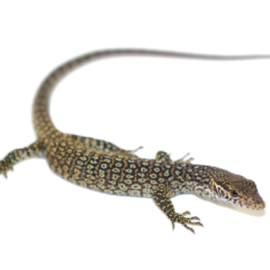 Timor Monitor for Sale