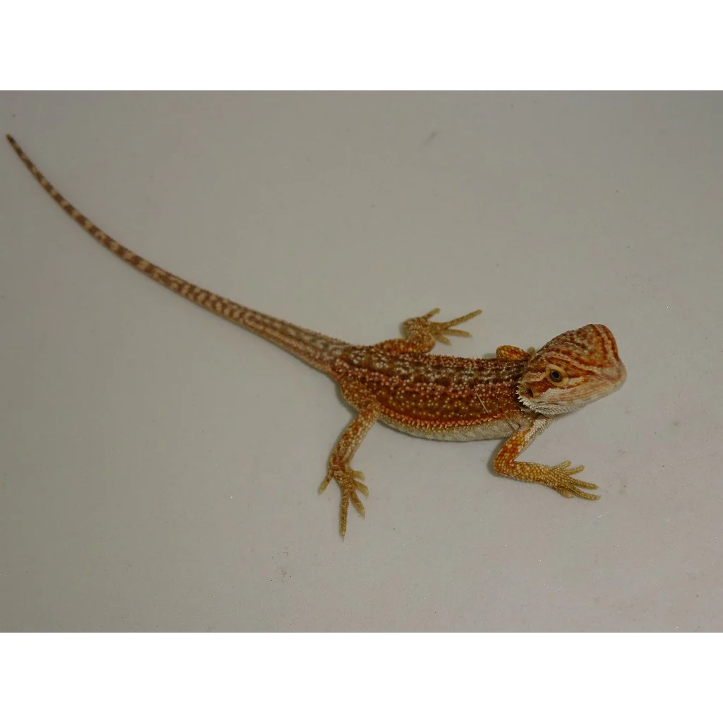 Buy Red Dunner Bearded Dragons Online
