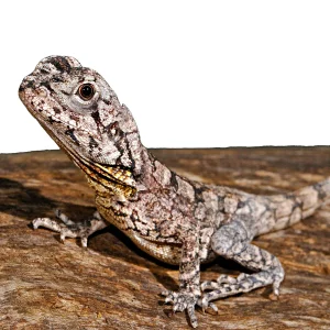 Frilled Dragons For Sale