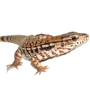 Red Tegus For Sale