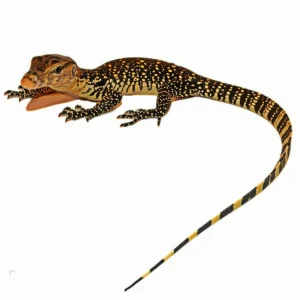 Asian Water Monitors For Sale