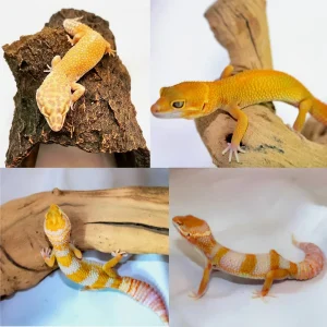 ADULT Leopard Geckos For Sale