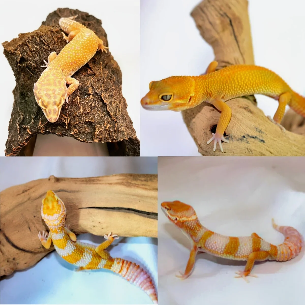 ADULT Leopard Geckos For Sale