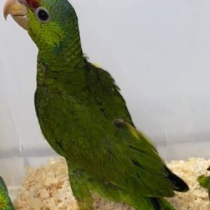 Amazon Lilac Crowned For Sale