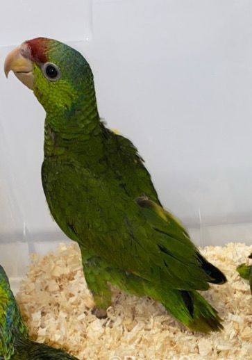 Amazon Lilac Crowned For Sale