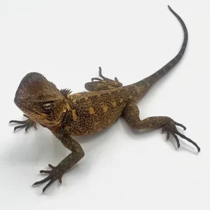 Rare! Amazon Dwarf Iguanas For Sale