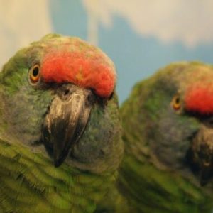 Buy Amazona Bodini Parrot Online 