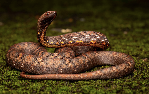 Asian Mock Viper for Sale