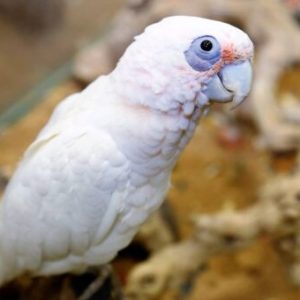 Bare-Eyed Cockatoo For Sale