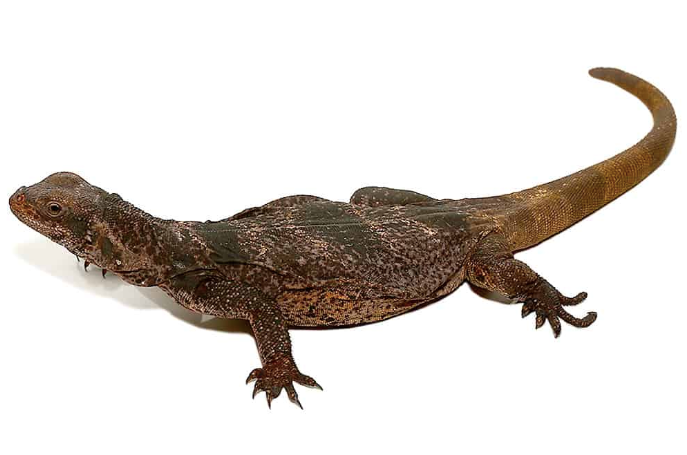 Black And White Chuckwalla For Sale