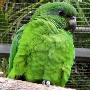 Black-Billed Amazon For Sale