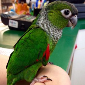 Black Capped Conure For Sale