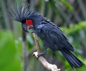 Black Palm Cockatoo For Sale