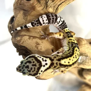 Black Knight Leopard Gecko Female For Sale