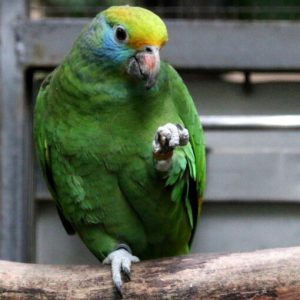 Blue-Cheeked Amazon For Sale