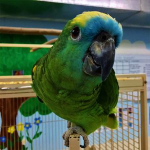 Blue Front Amazon For Sale