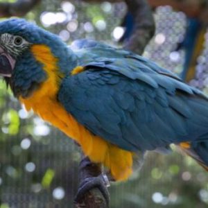 Blue Throated Macaw For Sale