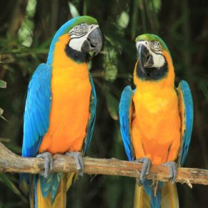 Blue and Gold Macaw For Sale