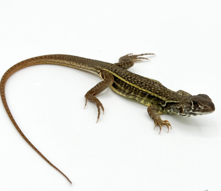 Butterfly Agama for Sale