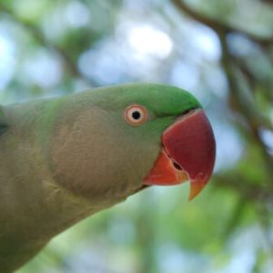 Buy Alexandrine Parakeet Online