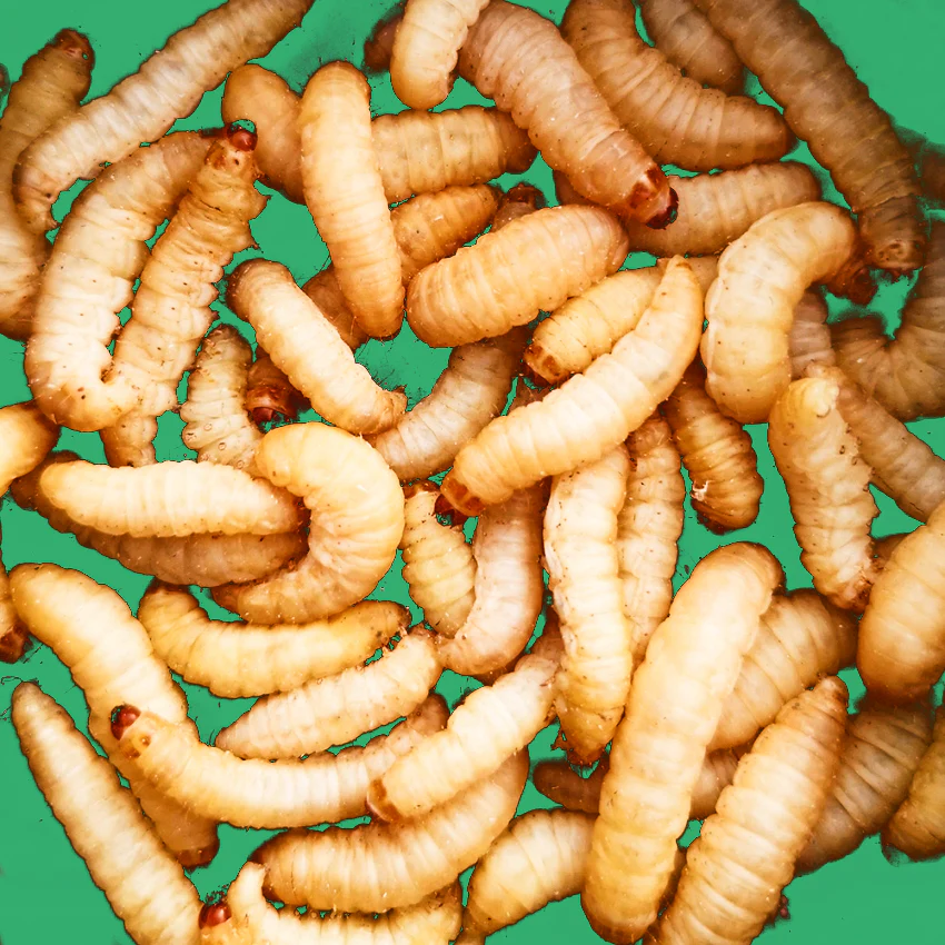 Live Wax Worms For Sale