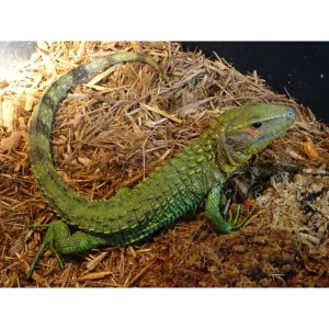 Caiman Lizards For Sale